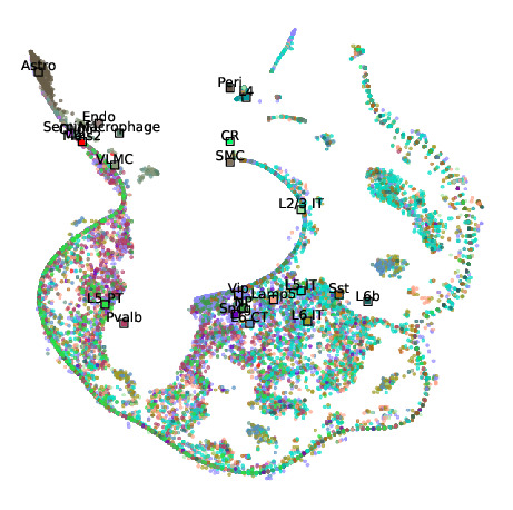 Mouse cortex - Lasso