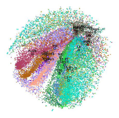 Mouse cortex - no scoring